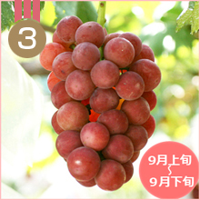 山梨県人気ゴルビー葡萄3位