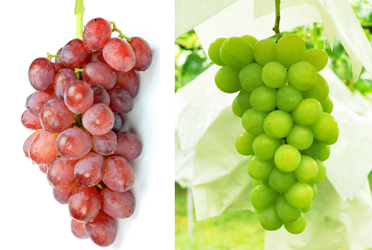 贅沢2品種セット販売