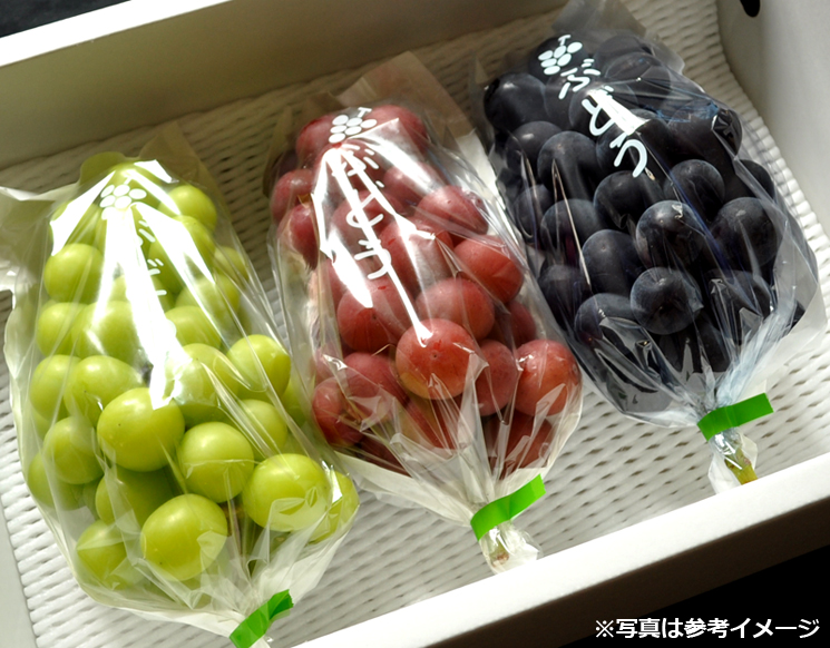 ぶどう3品種詰め合わせ贅沢セット収穫