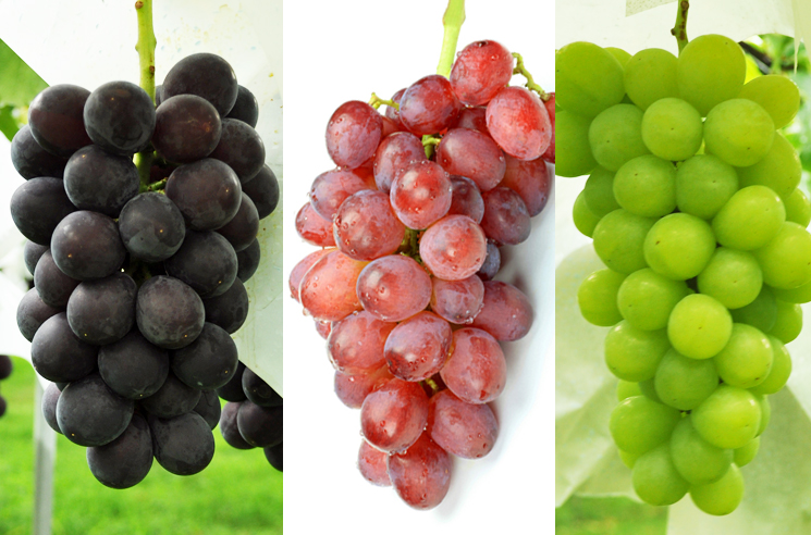 贅沢3品種セット販売