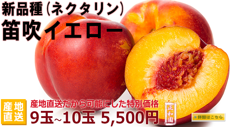山梨県笛吹イエロー(ネクタリン)産地直送 通販へ