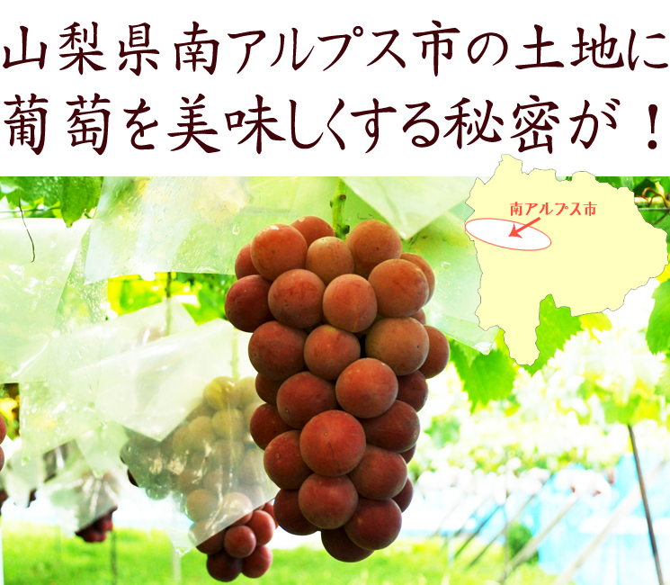 ゴルビーを美味しくする山梨県の秘密