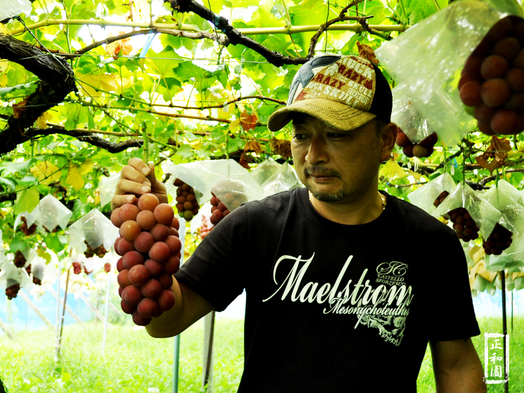 ゴルビーを美味しくする山梨県の秘密