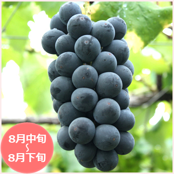 山梨県 藤稔「ふじみのり」販売