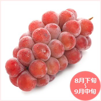 山梨県 ゴルビー販売