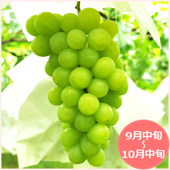 山梨県 ロザリオビアンコ販売