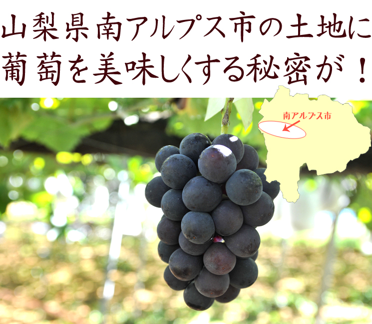 巨峰を美味しくする山梨県の秘密