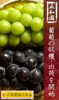 山梨県のぶどう通販へ