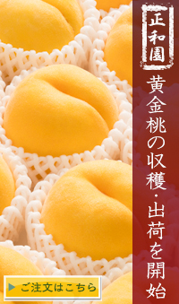 山梨県の黄金桃通販へ