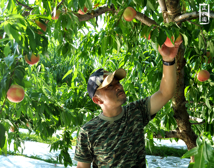 山梨県桃販売紹介2