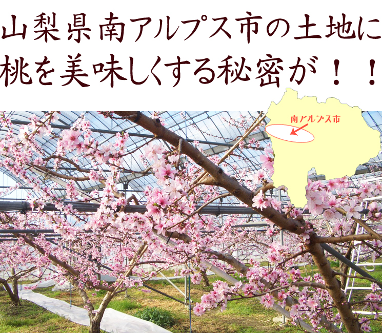 黄金桃を美味しくする山梨県の秘密