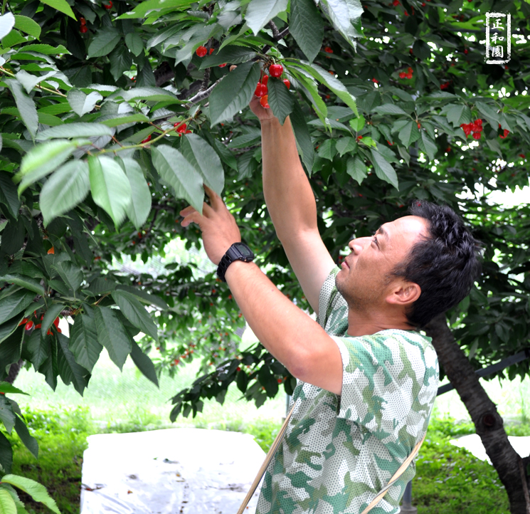 山梨県さくらんぼ販売紹介2