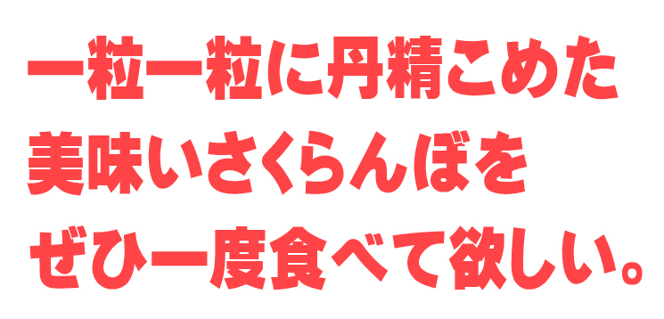 山梨県さくらんぼ販売紹介2