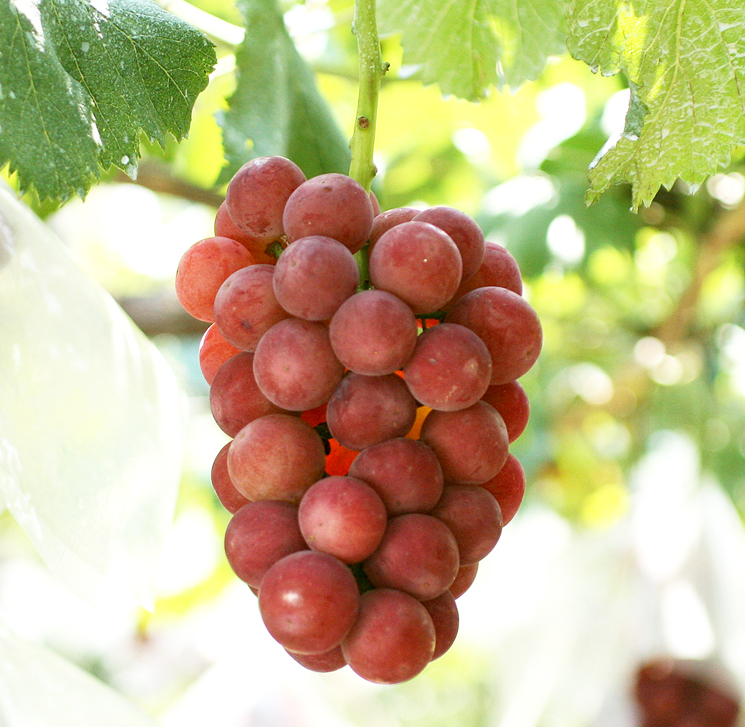 山梨県クイーンニーナ写真