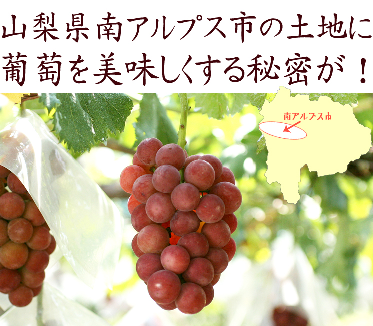 クイーンニーナを美味しくする山梨県の秘密