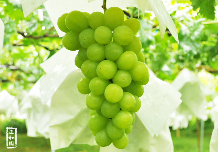 山梨県ロザリオビアンコ写真