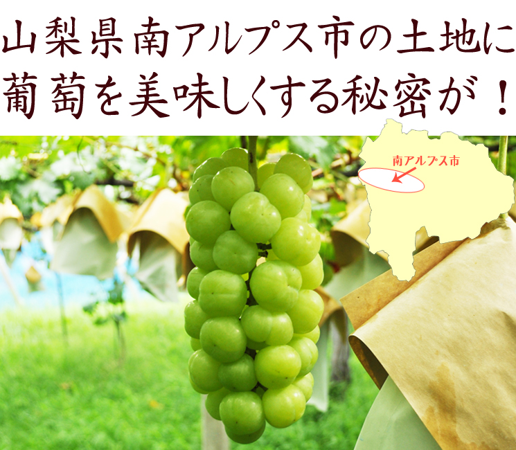 瀬戸ジャイアンツを美味しくする山梨県の秘密