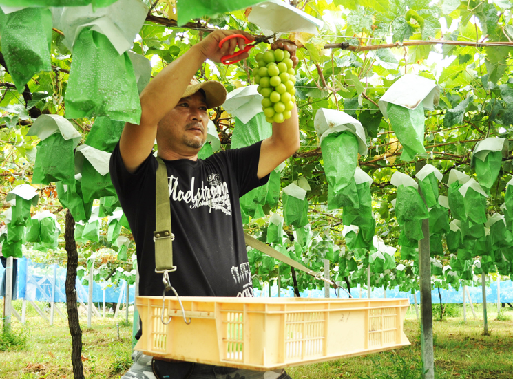 極上ぶどう3品種詰め合わせ贅沢セット収穫