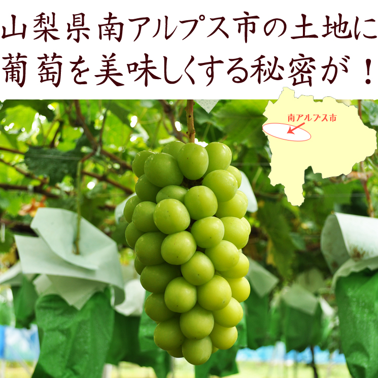 シャインマスカットを美味しくする山梨県の秘密