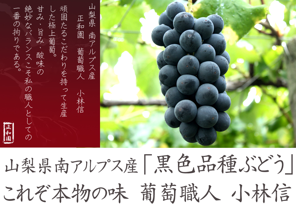 山梨県ぶどう販売なら葡萄職人小林信